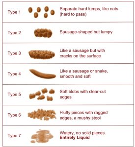 “Bristol Stool Chart illustrating seven stool types from hard lumps to watery, showing what healthy poop looks like”